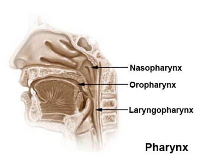 ANAT2511 Respiratory System - Embryology