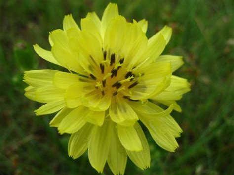 We did not find results for: Durango Texas: Veterans Park Wildflower Hunting With ...