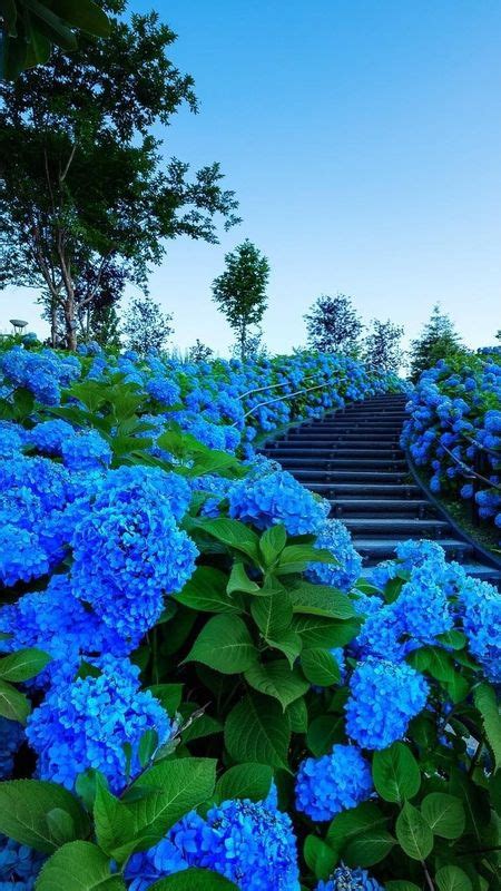 Beautiful Flowers Blue Flowers Wallpaper Download Mobcup