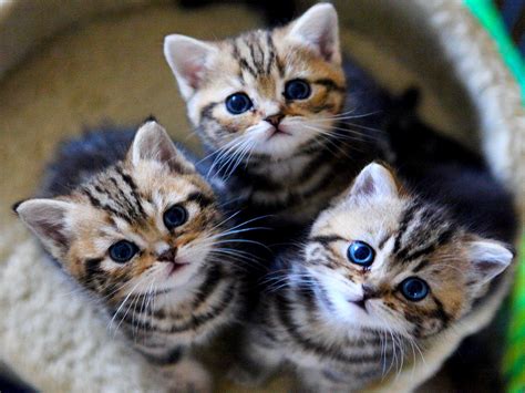 Three Adorable Kittens Image Abyss