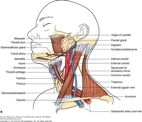 The 25+ best Sternocleidomastoid muscle ideas on Pinterest | Muscles in