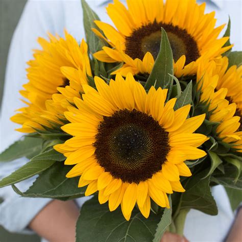 Sunrich Orange F1 Sunflower Seed Johnnys Selected Seeds