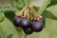 CalPhotos: Solanum nigrum ssp. nigrum; Black Nightshade