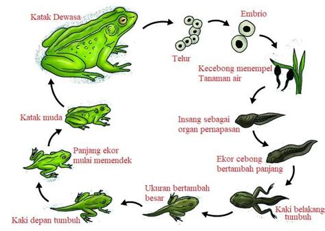 We did not find results for: Metamorfosis Sempurna Katak - Proses Daur Hidup dan Gambar ...