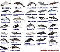 Different types of dolphins | learn about dolphins | Types of whales ...