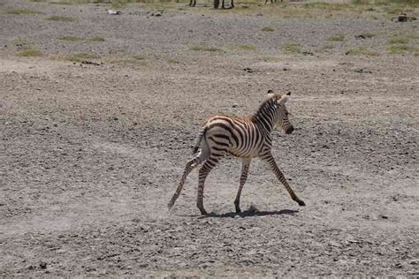Best Time To Visit Serengeti National Park Serengeti