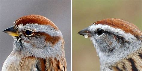 No desperate mobs of house finches, american goldfinches or juncos at the feeders in my backyard. American Tree Sparrow and Chipping Sparrow - FeederWatch ...
