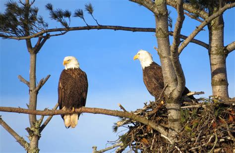 This Majestic Eagle Pair Is Nesting On Ely Lake Eveleth Mn Photo By