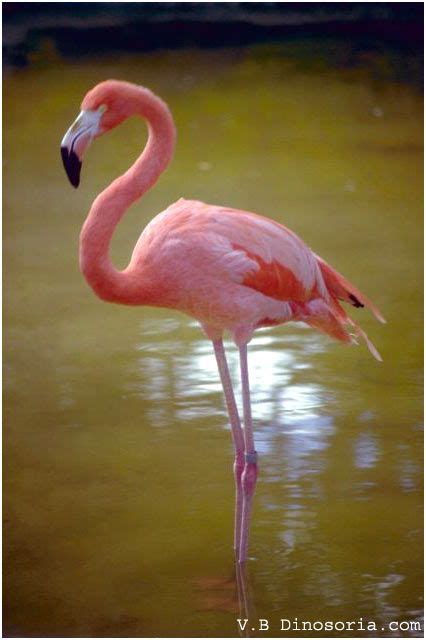 14 Réaliste Le Flamant Rose Gallery Flamingo Flamingo pictures