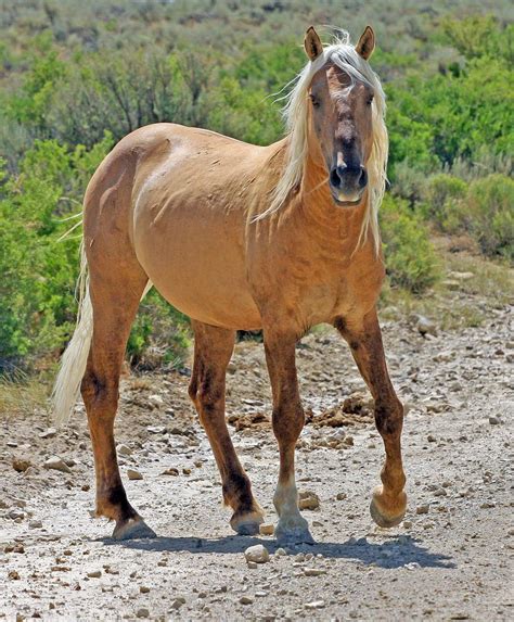 It was not until the famous spanish conquistador, hernando cortes, reintroduced horses to the continent that they began to roam freely again. Corona ️ | Wild horses, Wild horses mustangs, Beautiful horses