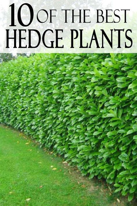 Top 12 Best Hedge Plantsby Zone Natural Fence Hedges Landscaping