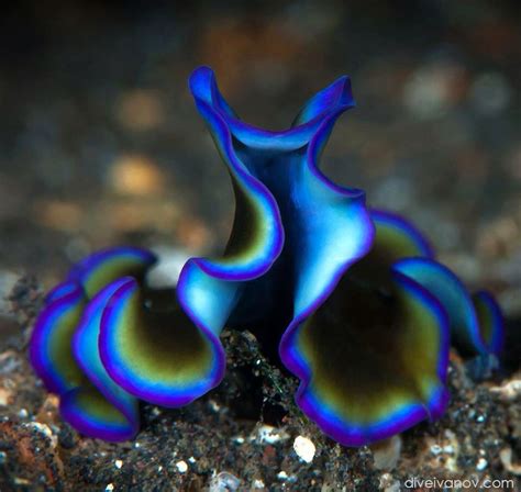 Beautiful Polyclad Flatworm Sea Slug Deep Sea Animals Deep Sea