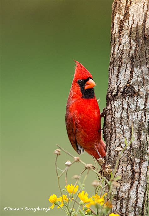 4153 Male Northern Cardinal Cardinalis Cardinalis Rio Grande Valley
