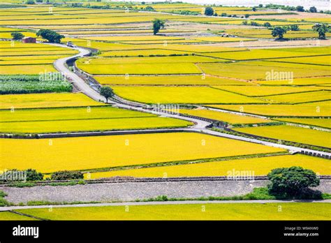 Rice Field Of Lotus Valley In Waipu Taichung Taiwan Stock Photo Alamy