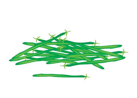 Green Bean Clip Art Vector Images And Illustrations Istock