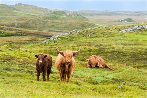 Scottish Highland Cows In The Fields Stock Image Colourbox