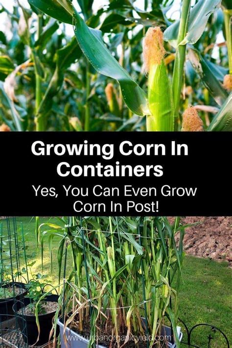 Growing Corn In Containers Yes You Can Even Grow Corn In Pots In