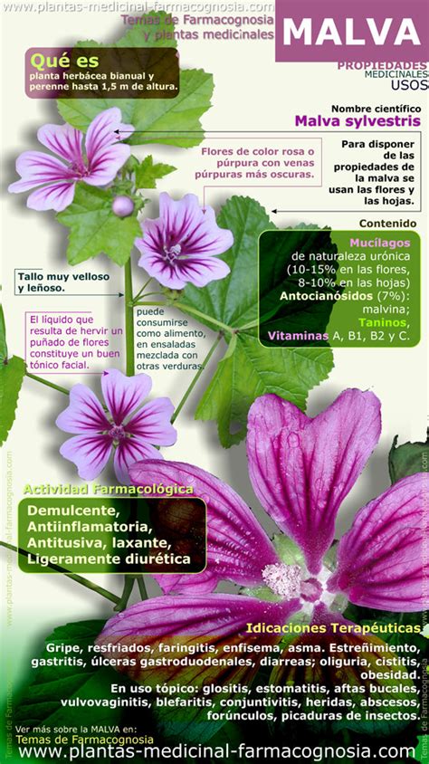 Propiedades De La Malva Sylvestris Infograf A Farmacognosia Plantas