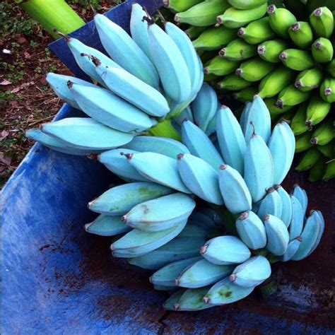 Blue Bananas That Tastes Like Ice Cream And Vanilla 9gag