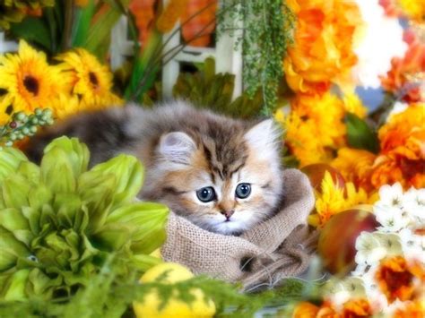 Cute Fluffy Gray Kitten With Big Eyes In Flowers Kittens