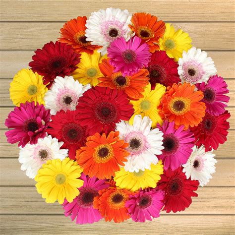 A preferred arrival date is required at checkout; 60-stem Bulk Gerberas | Bulk roses, Flower delivery, Flowers