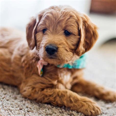 Lancaster puppies has the perfect goldendoodle for you from reputable breeders in pa and ohio. Our Litters - Goldendoodle Puppies for Sale in Utah ...