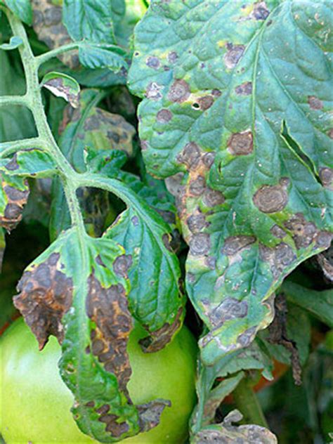 Wood vinegar (wv) or pyroligneous acid and fermented bioextracts (fb) from plants or animal residues, have been used in agriculture in an attempt to this could reect the increased demand for plant nutrients when the tomato plants start setting fruit, when the foliar application of some macro. Tomato Diseases: five solutions | Gardener's Supply ...