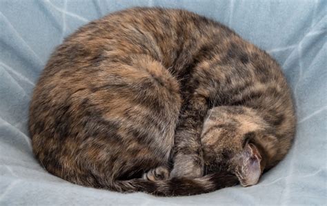 29 Common Cat Sleeping Positions And What They Mean Tips