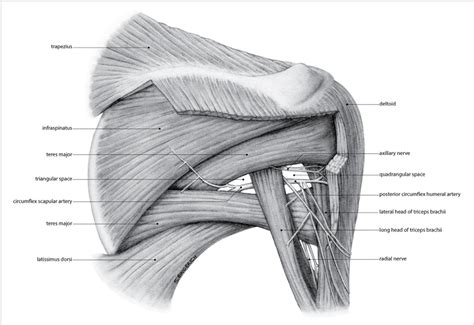 L8 drawing the under arm view of the refinement. Arm Muscles Map - Upper Limb Question With Answer P.2 » How To Relief : Tagged with art, study ...