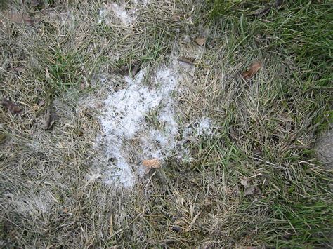 Lawn Disease Identification Part 2 Snow Mold Valley Green Companies