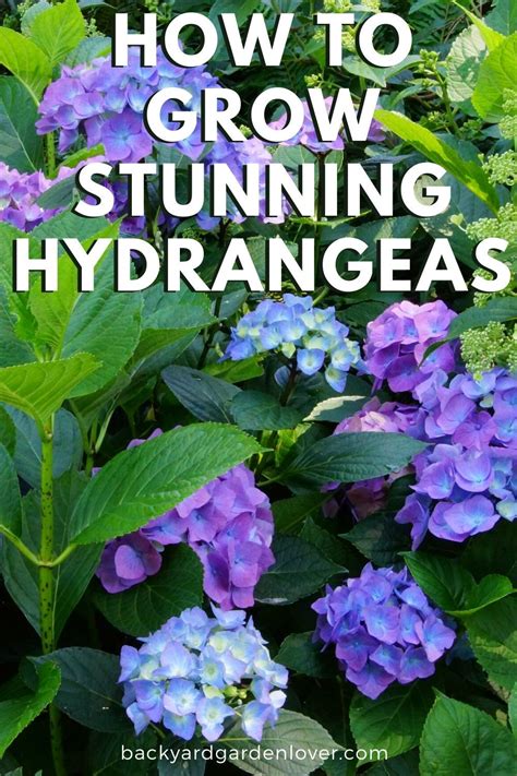 How To Care For Hydrangea Plants And Bushes Tips For Gorgeous