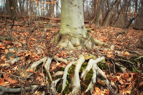 Beech Trees Are Taking Over Some Us Forests