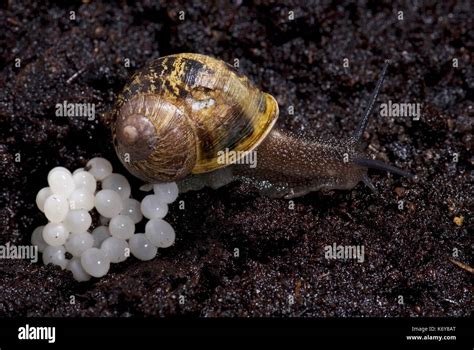 Escargot Helix aspersa pondre des œufs dans le sol à l nuit