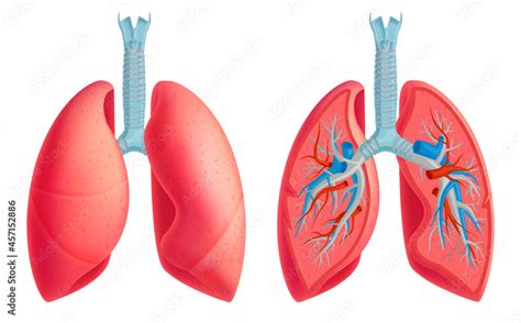 Human Lung Anatomy Set Stock Vector Adobe Stock