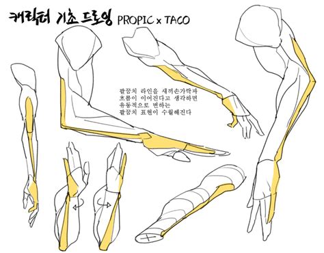 18 타코작가 taco1704 Twitter Arm Anatomy Anatomy Poses Anatomy