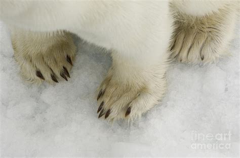 Polar Bears Paws On Ice Photograph By John Shaw Fine Art America