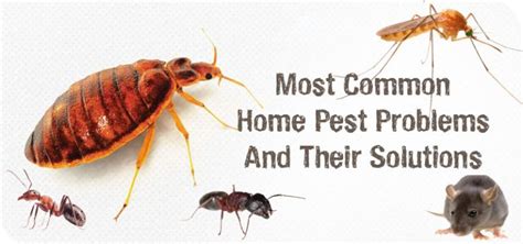 Common Pest Porblems For Homeowners And Their Solutions
