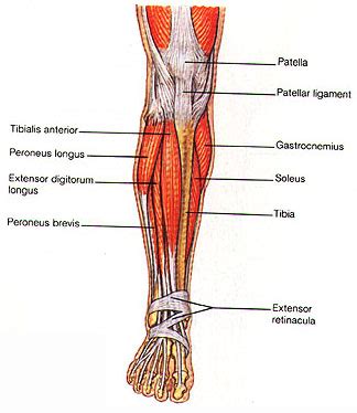 Adhesions cause pain, inflammation and restricted movement because the layers. workout routines - What type of program should I do to strengthen the area around the patellar ...