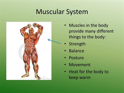 Muscular System Types Of Muscles