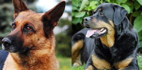 Rottweiler German Shepherd Mix Pictures Guide Info Care And More