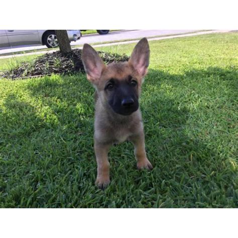 You may now use your credit card to make a donation, pay an adoption fee or contribute to a medical fund using the convenient and secure paypal service. 6 beautiful German Shepherd puppies ready for adoption in ...