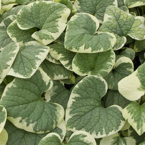 Brunnera Variegata Hostas Direct Shade Loving Perennials