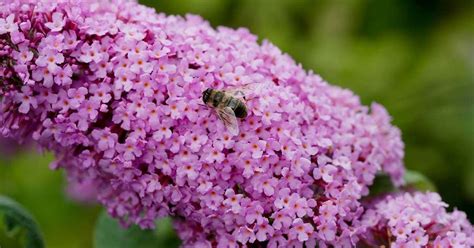 17 Flowers That Attract Bees To Your Garden