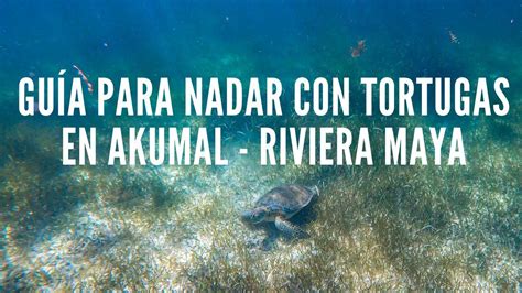 Gu A Para Nadar Con Tortugas En Akumal Riviera Maya Mi Huella X El