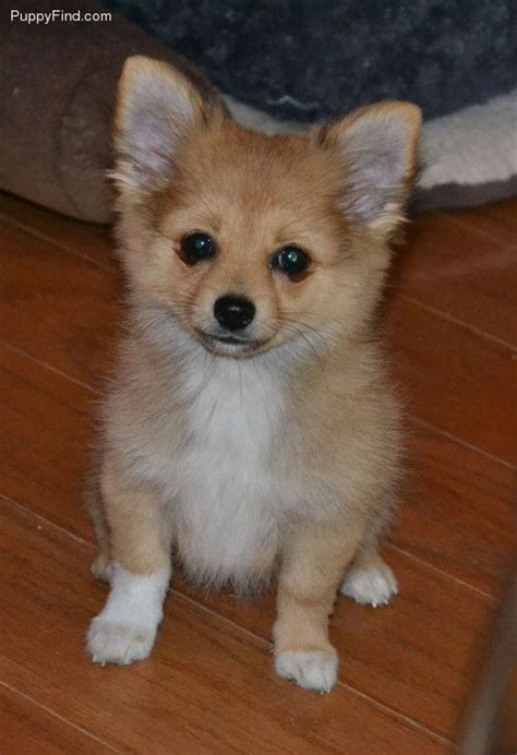 39 Awesome Pomeranian Papillon Mix For Sale Near Me Insectpedia