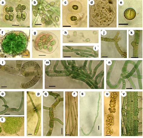 Species Of Cyanobacteria That Appeared As Associated Organisms In