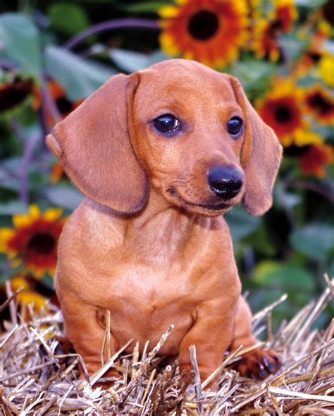 Small Dog Breed Floppy Ears