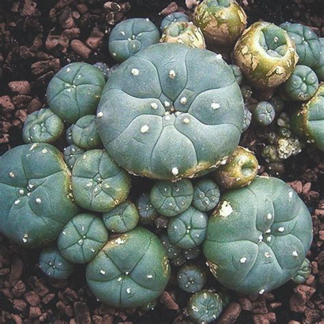 Mescaline Cacti How Do You Use Peyote And San Pedro 2023