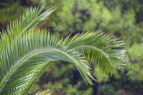 Raindrops On The Branch Of Palm Trees Under A Tropical Downpour Stock