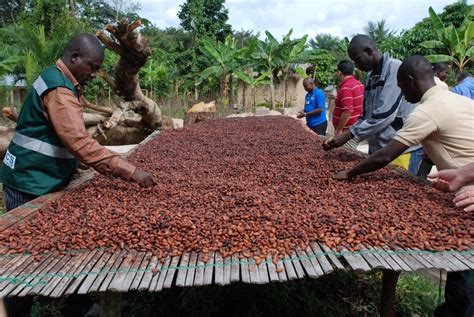 Ivory Coast To Combat Illegal Cocoa Production African Leadership